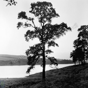 Lindley Reservoir, Tree